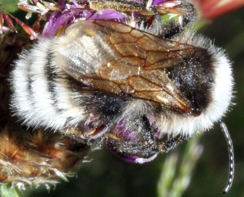Bombus sp.
